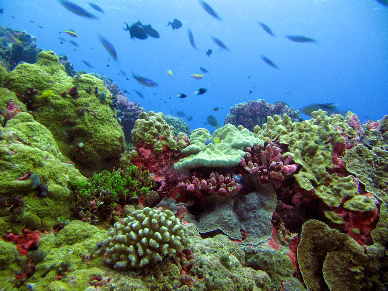 Warmer Oceans to Cause Shift of Marine Habitat