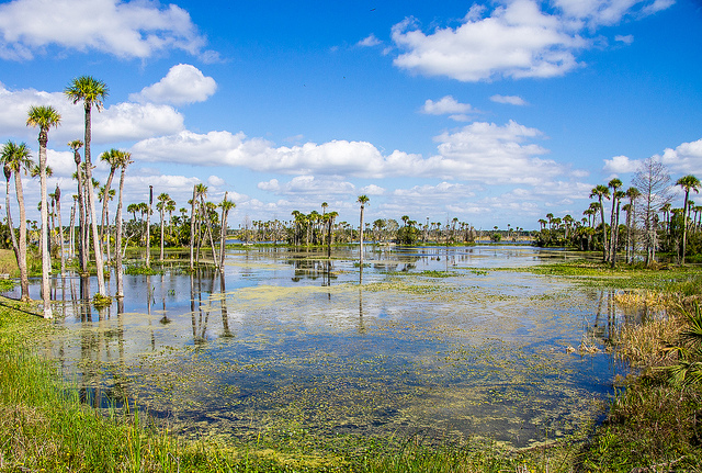 Florida Wetland Restoration New Easements