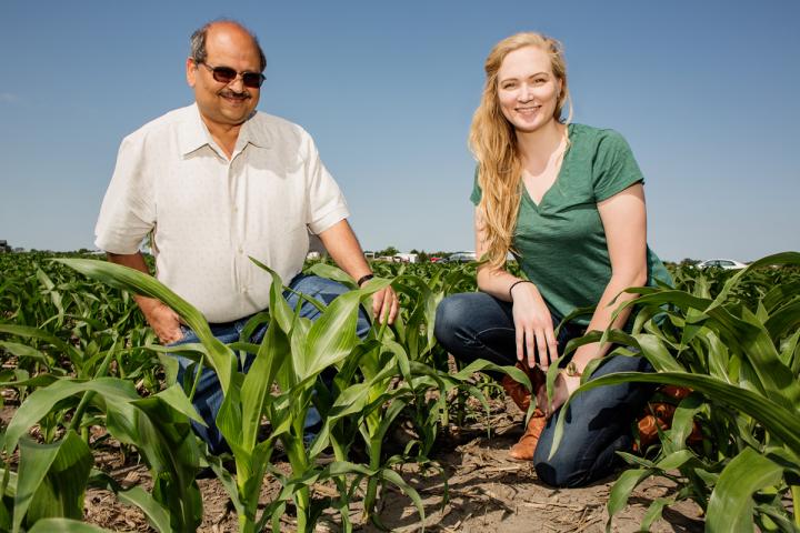 Corn Better Used as Food than Biofuel, Study Finds