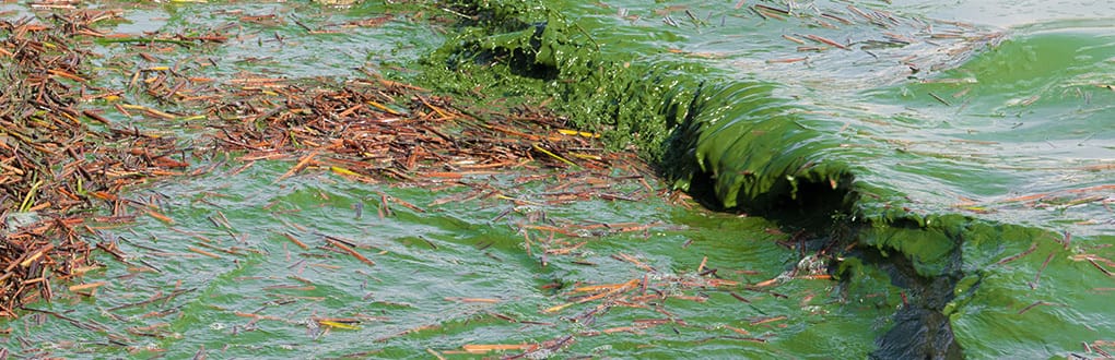 The High Cost of Algae Blooms in U.S. Waters: More Than $1 Billion in 10 Years