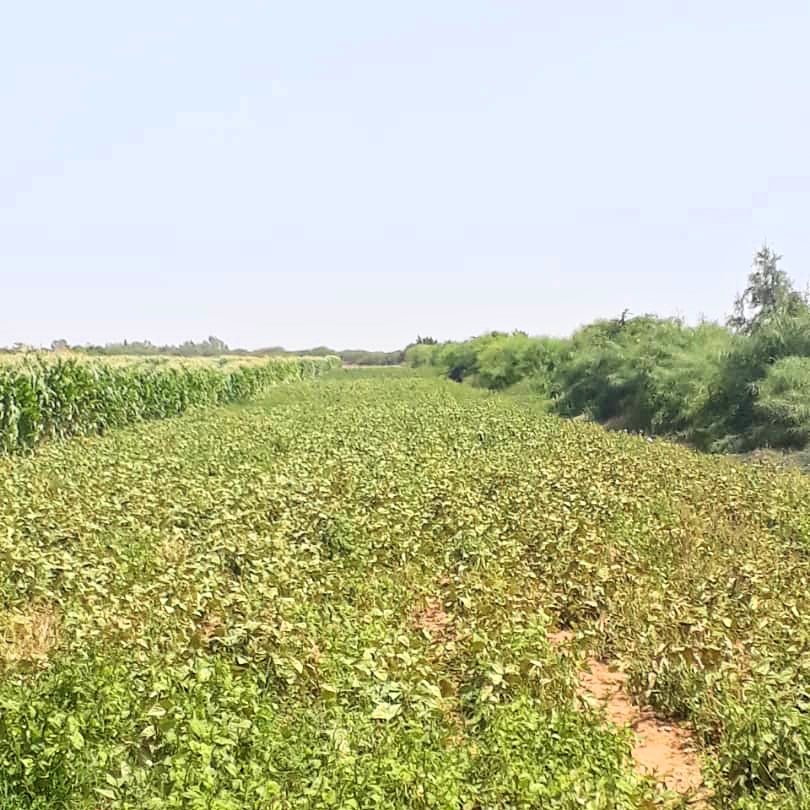 Sustainable, Chemical-free Nematode Control in Senegal (Case Study)