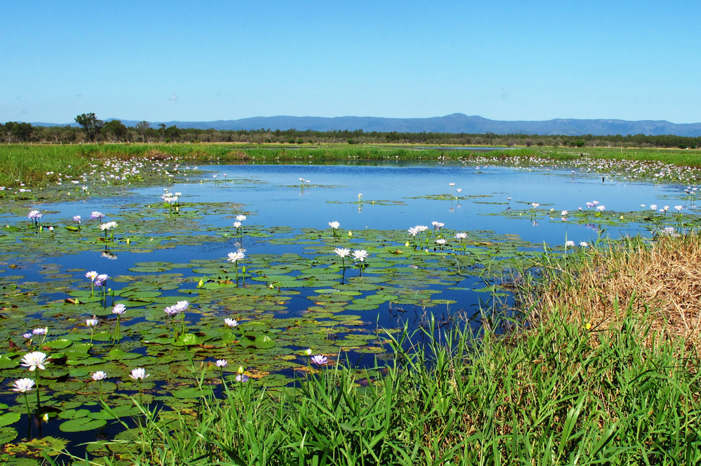 Wetlands Created for Flood Reduction