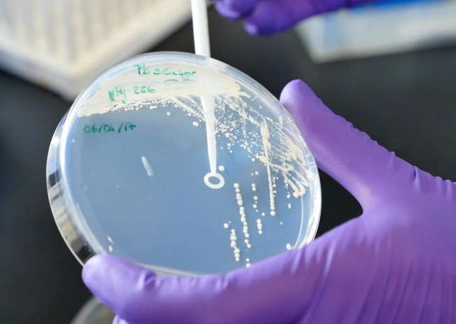 Yeast-based Tool for Worldwide Pathogen Detection