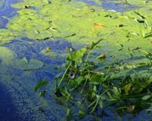 $10M Prize in ​Fight Against ​Algae