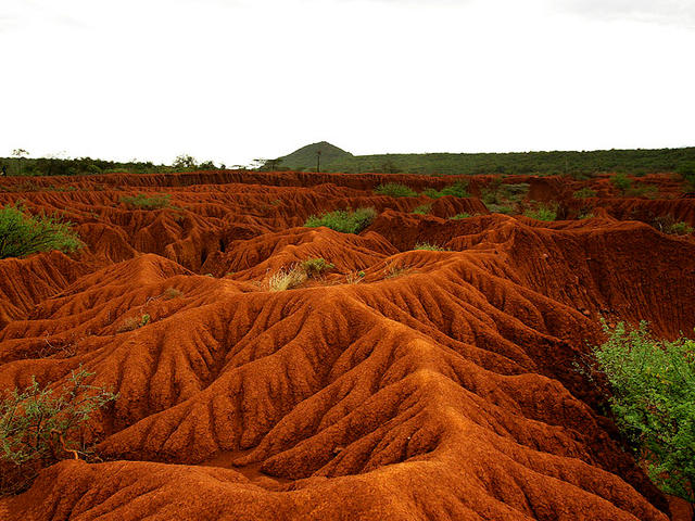 Trees Controlling Aeolian Erosion More Efficient