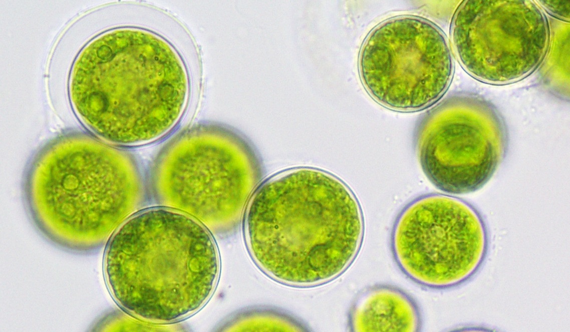 Could Edible Algae Hold the Key to Slowing Climate Change?