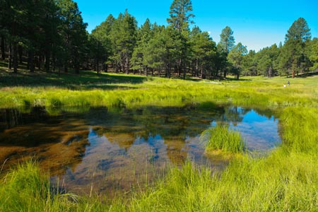 Managing Water Resources in Forest Restoration