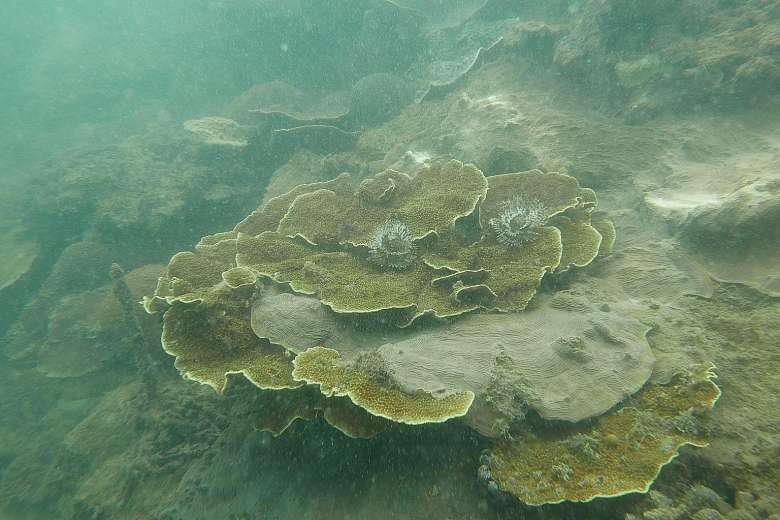 Murky Waters Help Save Corals in the Short Term