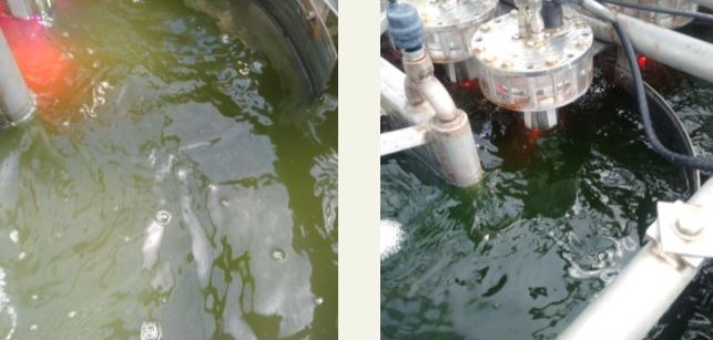 ​This Pilot Project ​Uses Algae ​to Convert ​Wastewater Into ​Nearly ​Drinkable Water