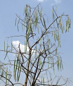 Bacteria Modified to Mass-Produce Moringa Tree Proteins for Industrial Water Treatment