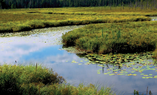 Pesticides in Wetlands