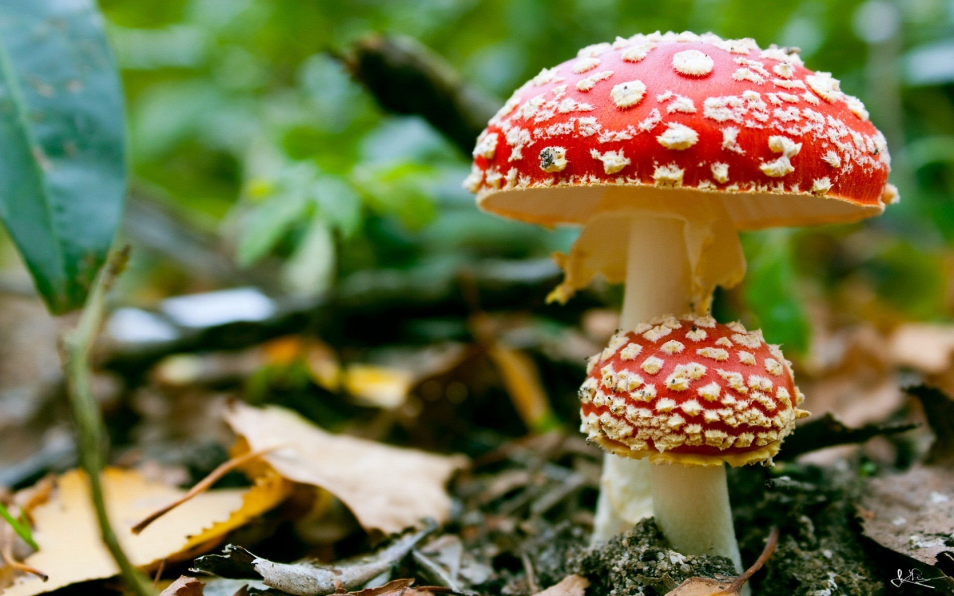 Fungus to Help Climate Change