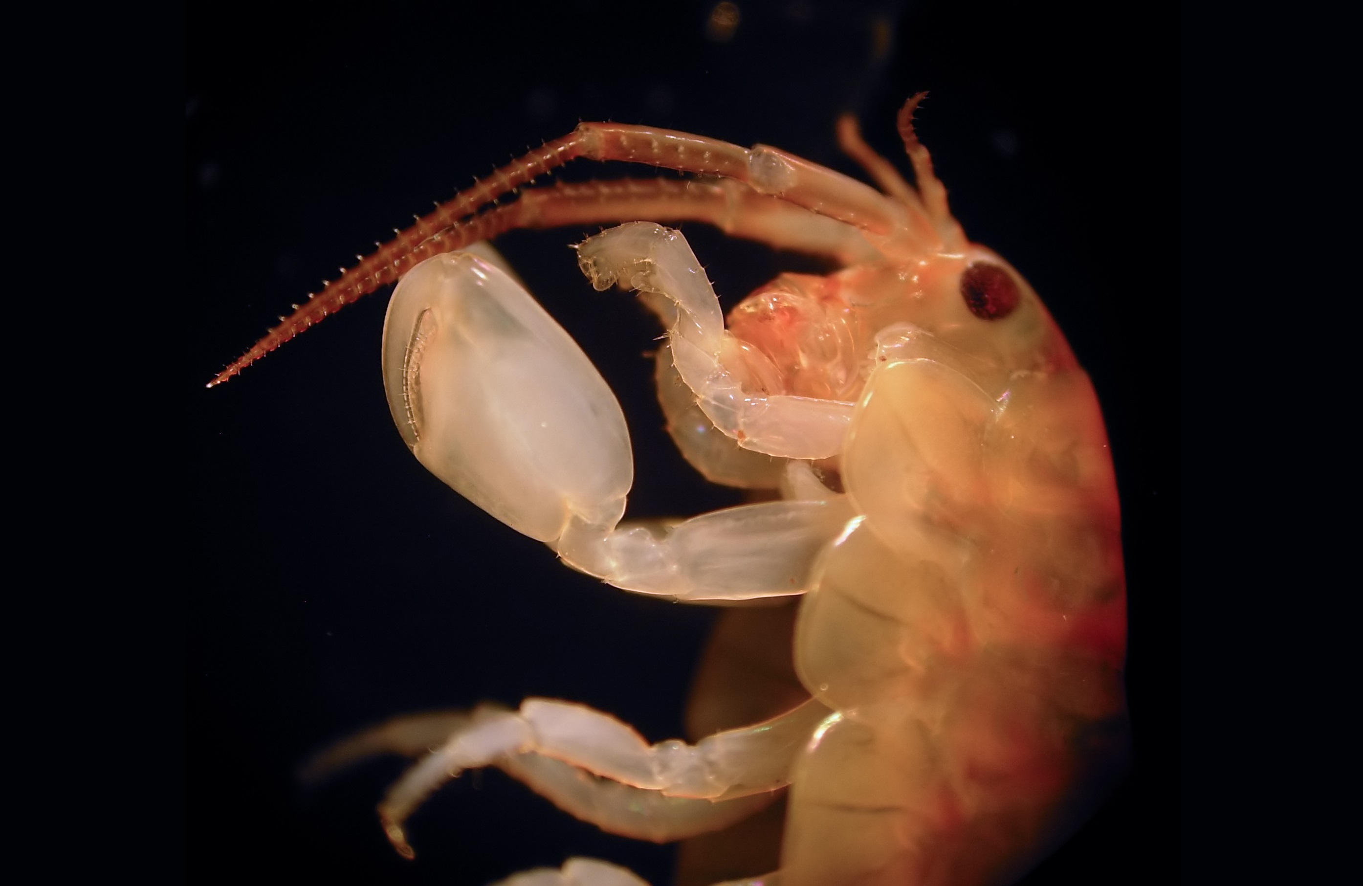 Ingestion and fragmentation of plastic carrier bags by the amphipod Orchestia gammarellus
