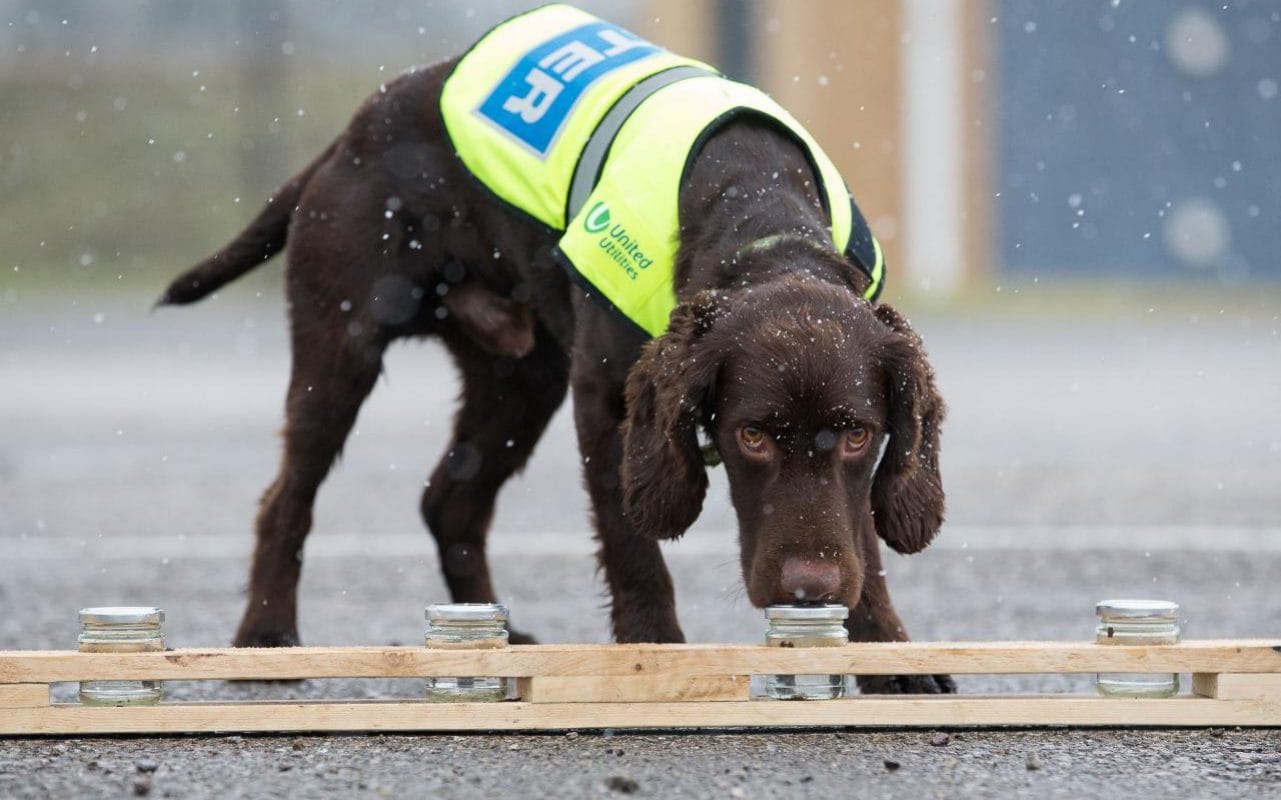 Britain's First Water Sniffing Dog Hired to Pinpoint Leaks and Broken Pipes