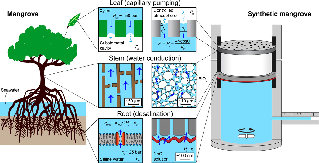 Yale engineers invent water purification device based on Mangrove trees capillary action