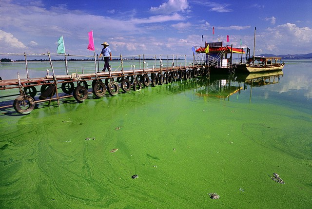 Toxic Algae Outbreak Might Worsen Due To Warming Of Lakes