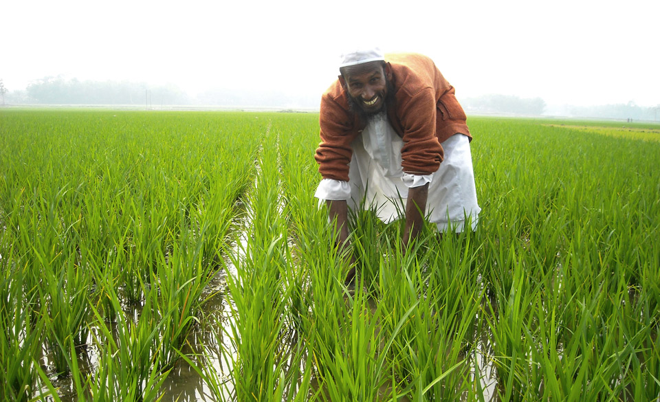 AWD Tech for Bangladesh Farmers