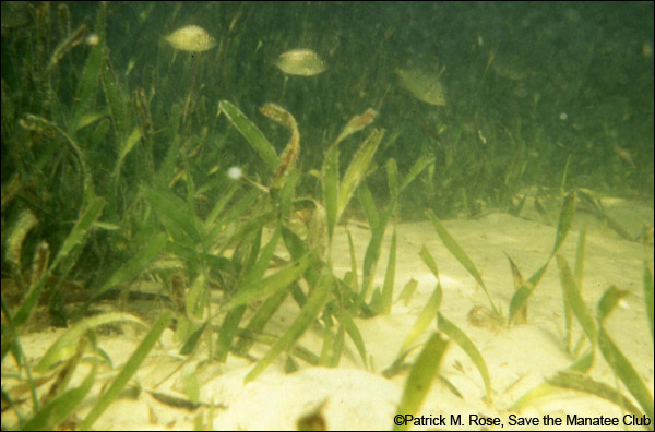 A State of Emergency for Manatees in the Indian River Lagoon and Beyond - Save the Manatee Club