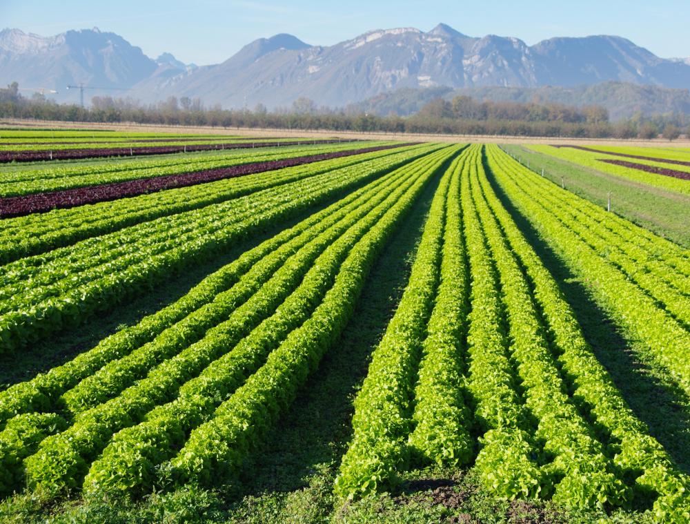 Saudi Arabia Focusing on Organic Farming