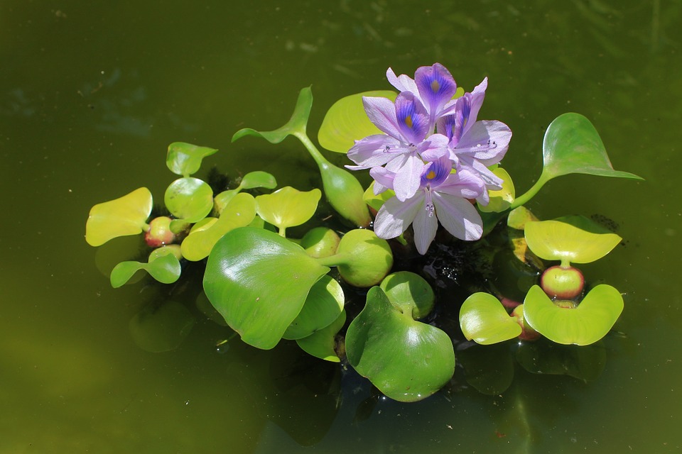 War on Floating Water Weed