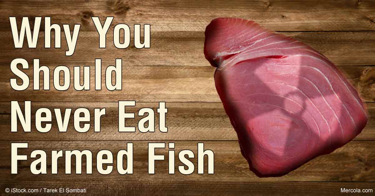Are Farmed Salmon One of the Most Toxic Foods in the World?