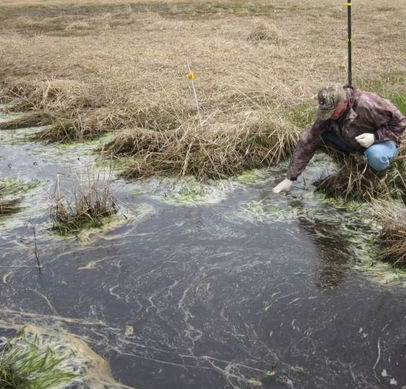 Spencer Wetland in Danger of Manure Dumping