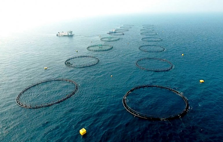 Samkna fish farm first in region to use offshore floating cage technology;  to produce Qatari seabass - The Water Network