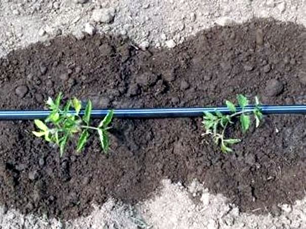 New Irrigation Method Improves Soil Moisture