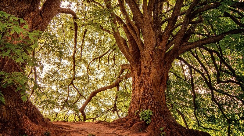 Protecting Very Old Trees Can Help Mitigate Climate Change