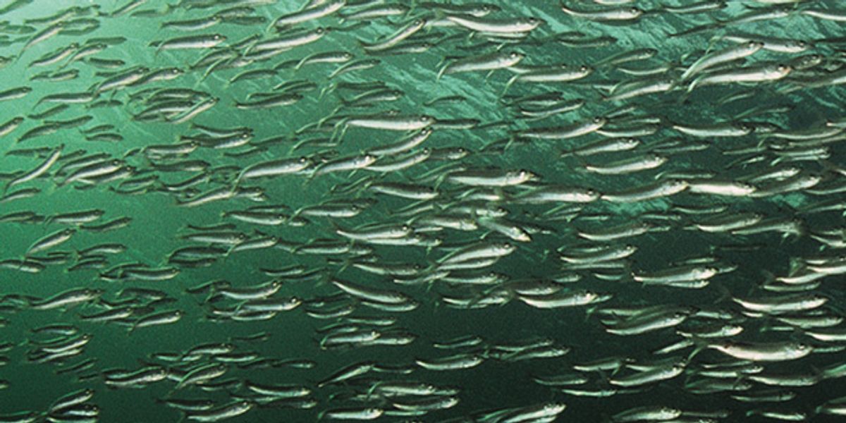 New Sonar Technology Reveals City-size Schools of Fish