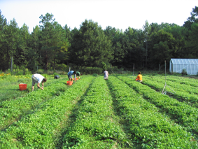 Project Highlights Vancouver's Farming Potential