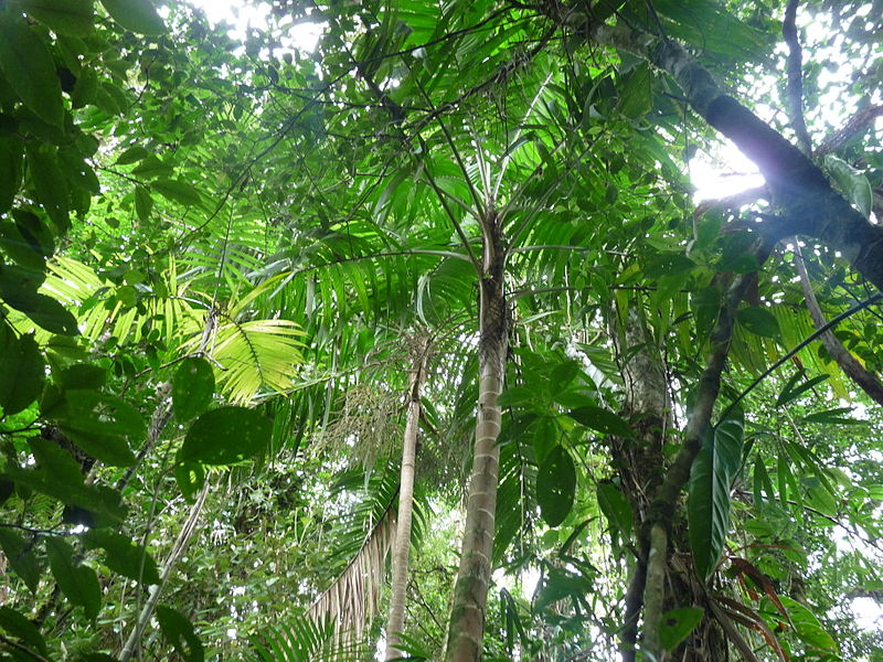 Tropical Forest Response to Drought Depends on Age