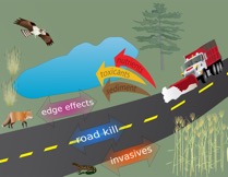 Roads Are Driving Rapid Evolutionary Change in Our Environment