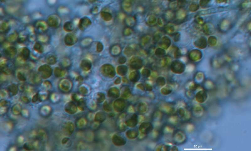 Study Confirms Micro-Algae's Cleaning Ability in Wastewater Treatment