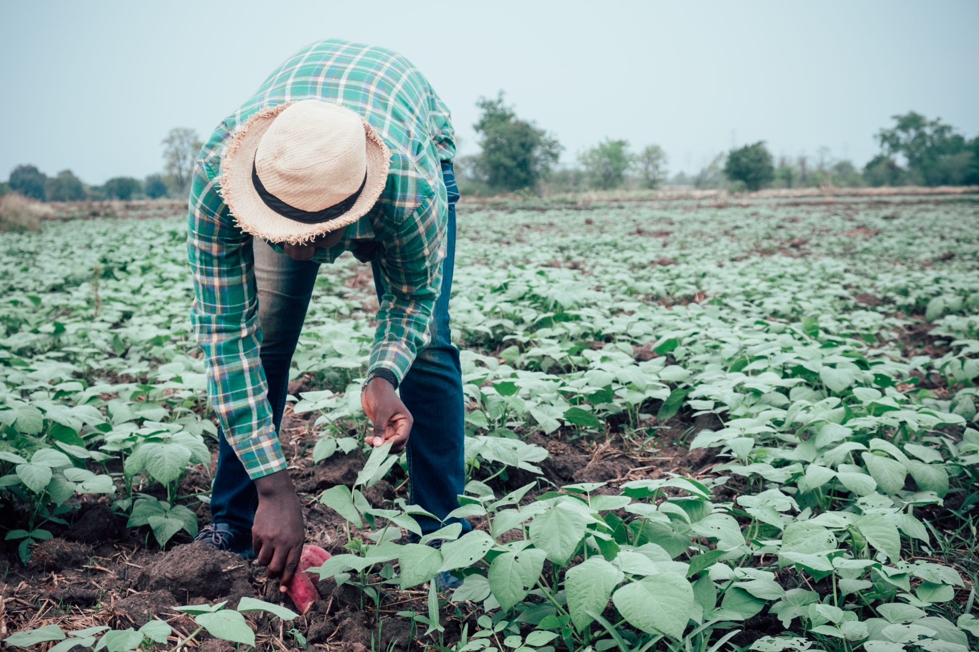 Technology for smallholder agriculture in AfricaChris Henderson, Head of Agriculture, Influence and Impact at Practical Action, explores the rol...