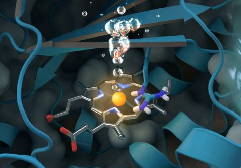 Neutrons Probe Oxygen-generating Enzyme for a Greener Approach to Clean Water
