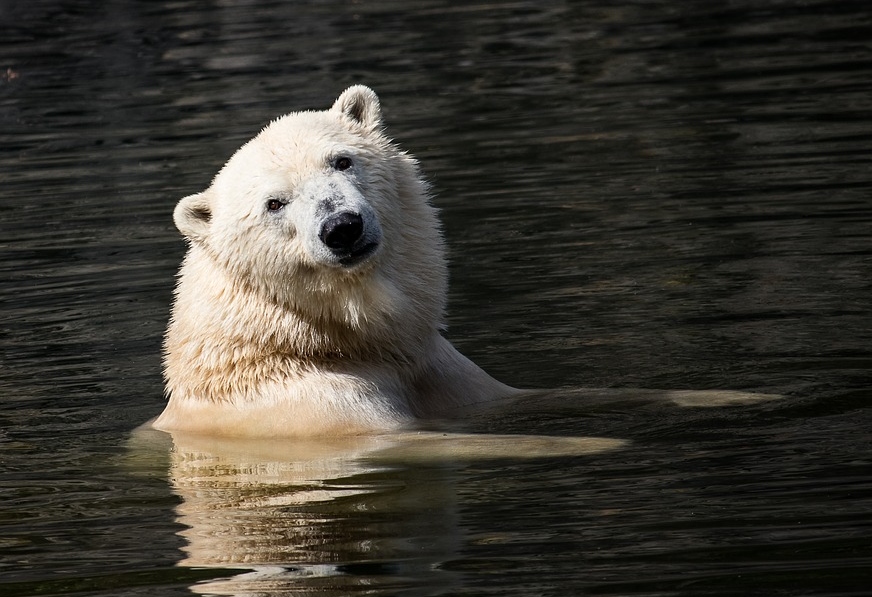 The Polar Bear Inspires a Nanostructured Membrane Capable of Desalinating Water (Video)