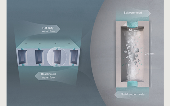 Insects Inspire Greener, Cheaper Membranes for Desalination