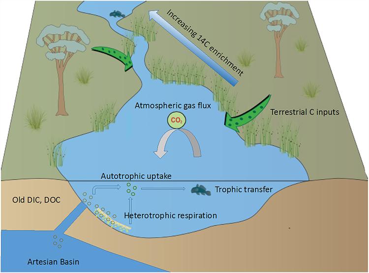 Ancient Groundwater in Australia Contributing Carbon to Food Webs Through Surface Water