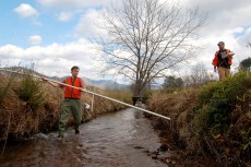 Trees Vital to Improving Stream Quality