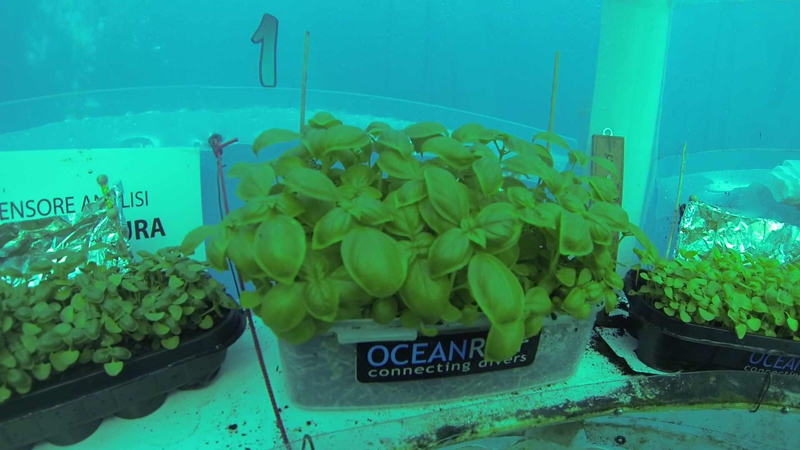 Underwater Pod Farms