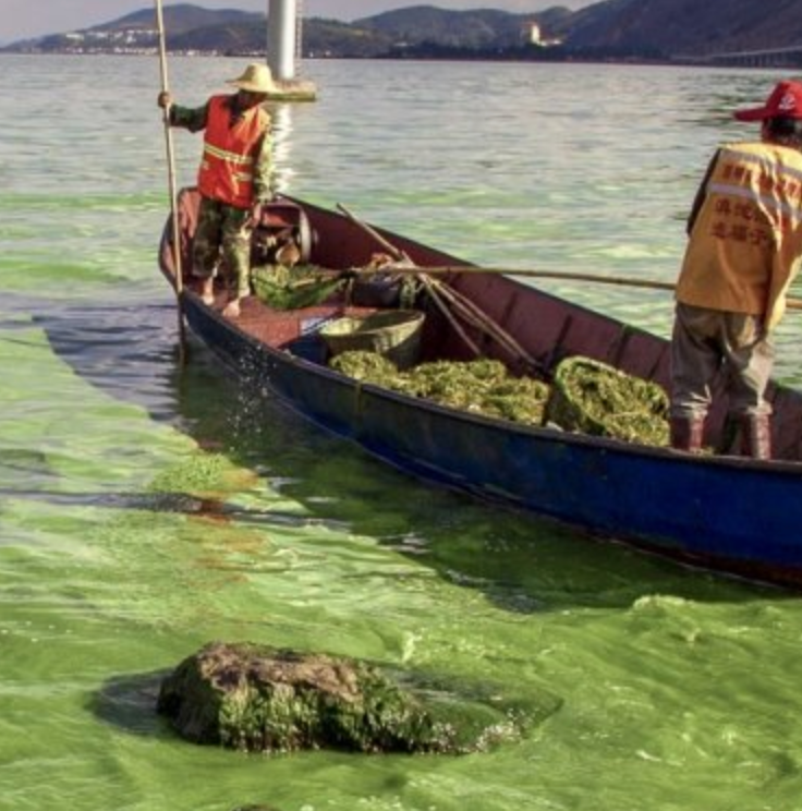 The Blue Planet Turns Green: Algae Fouls Waters