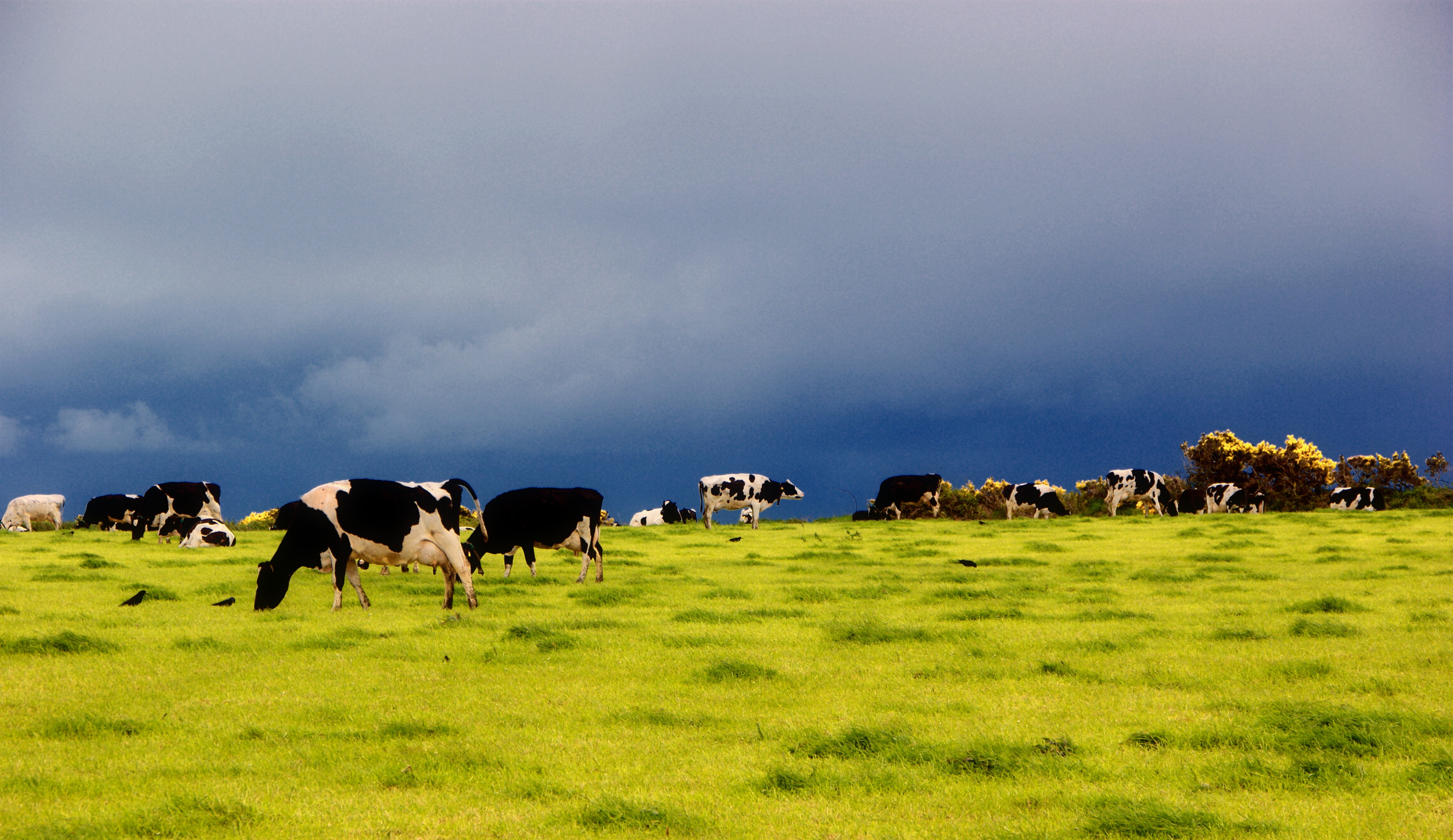 Cow Manure to Clean Water and Fertilizer