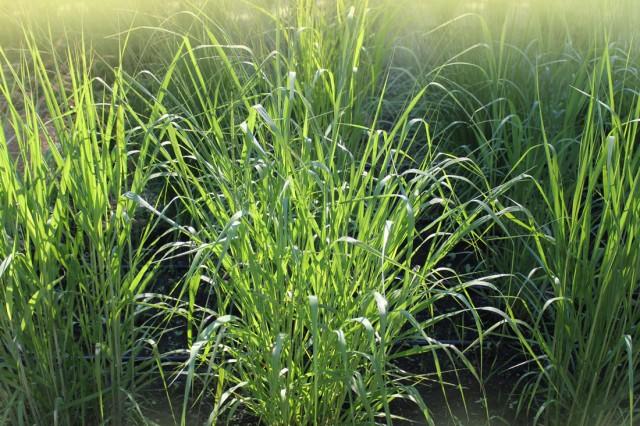 Switchgrass Removes Harmful Chemicals from Soil