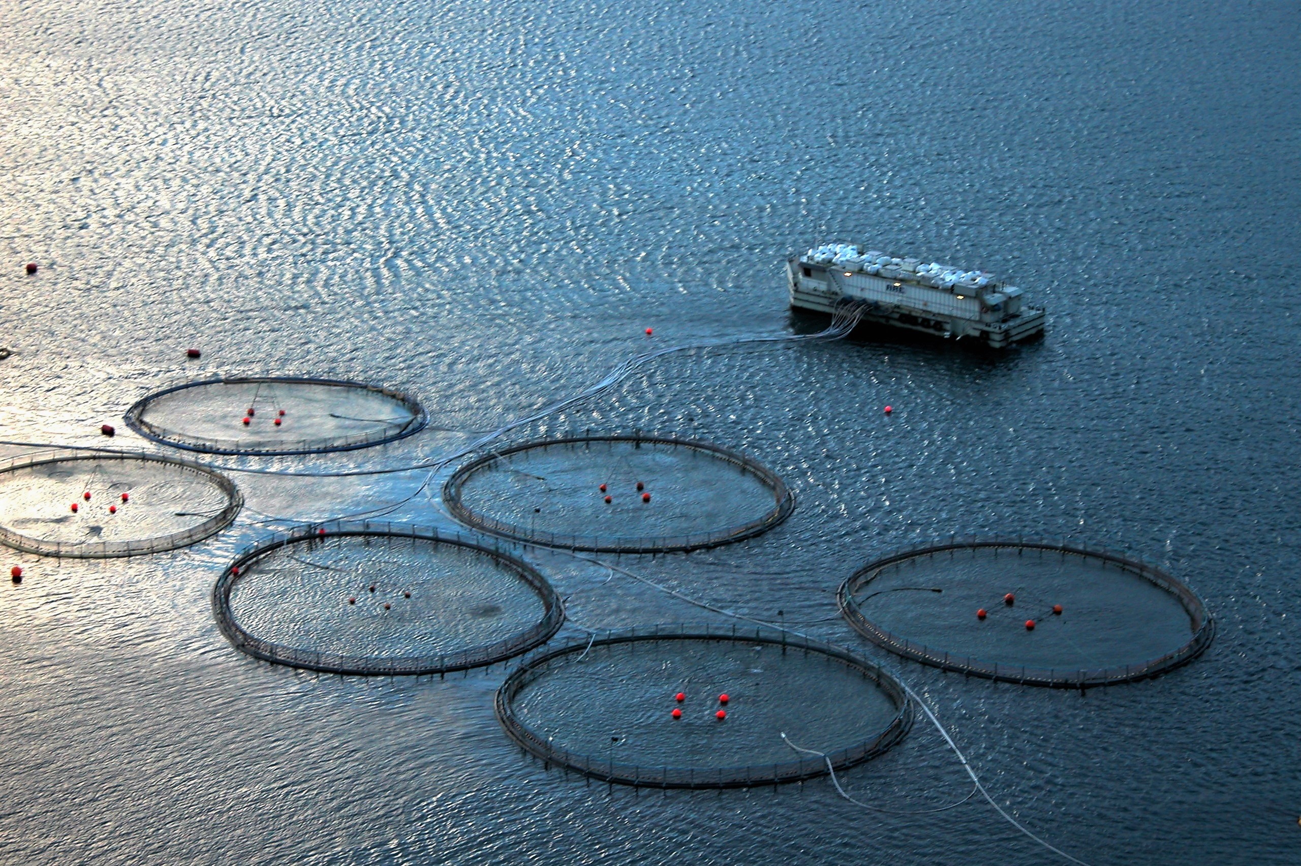 Keeping Ocean Currents from Carrying Disease to Farmed Salmon