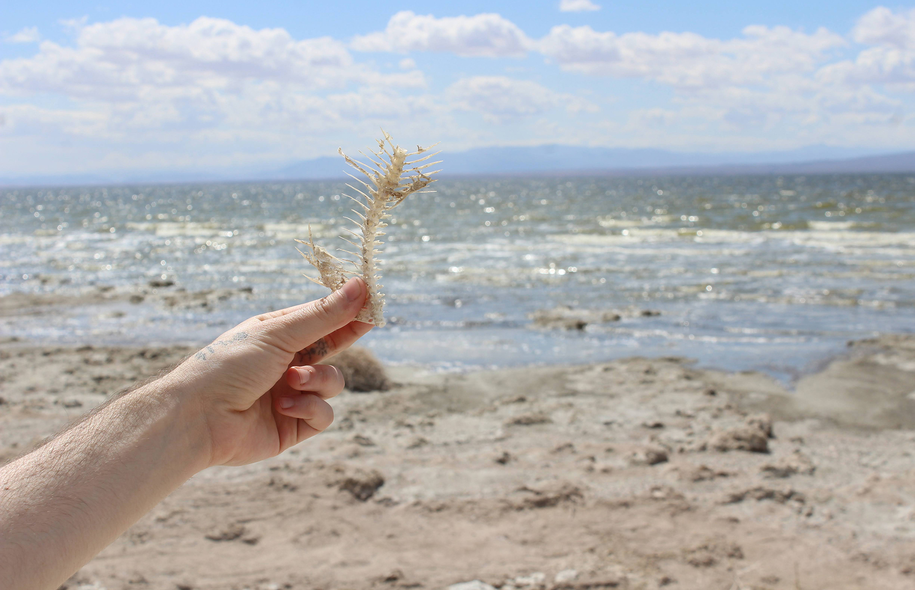 Weekender | The Salton Sea: The worst lake you&#039;ve never heard ofIn 2020, the Salton Sea was described by Palm Springs Life Magazine as &ldquo;the bi...