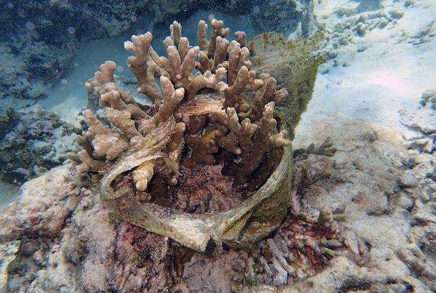 Plastic Waste Associated with Disease on Coral Reefs