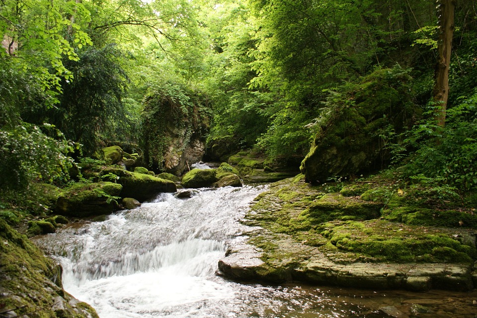 Forests Are the Key to Fresh Water