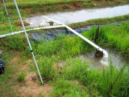 Can Rice Filter Water From Agricultural Fields?