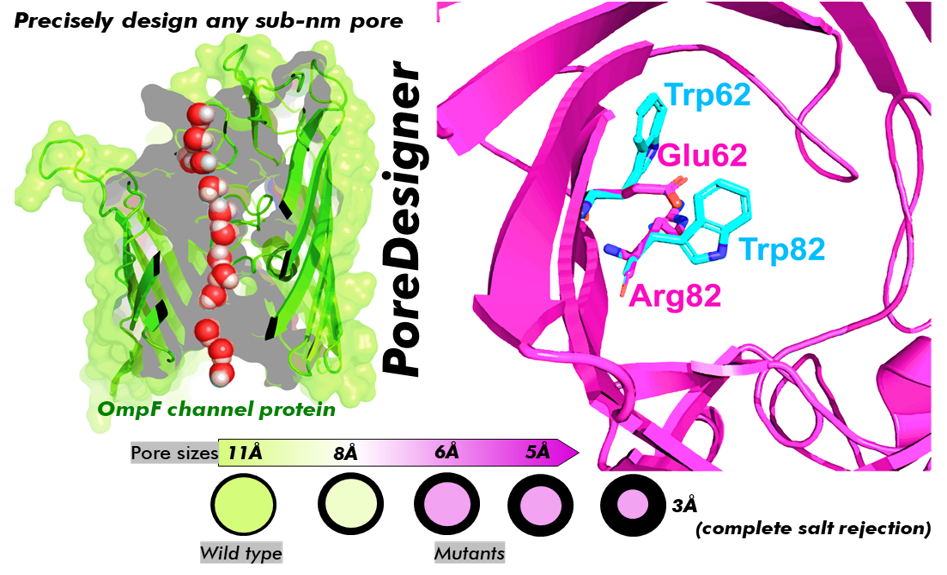 Poredesigner Improves Protein Channel Design for Water Treatment, Bioseparations